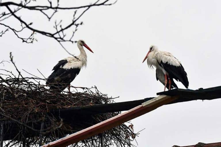 UGINULA RODA MALENA – Ljubavnu priču Malene i Klepetana svijet prati već 19 godina