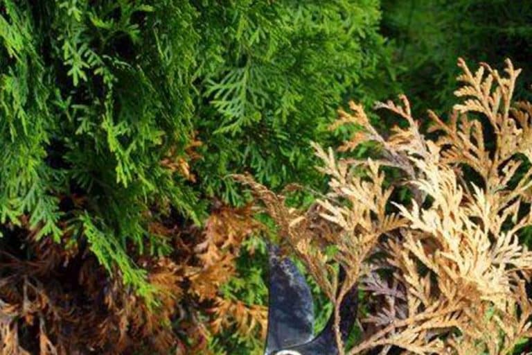 Sušenje tuje – Koji su glavni uzroci?