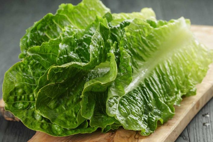 list zelene salate