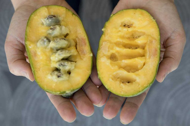 Indijanska banana – Otkrijte kako se gaji ovo neobično voće