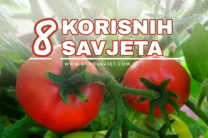 savjeti za uzgoj paradajza