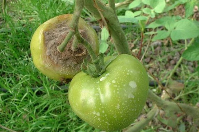 siva trulež paradajza