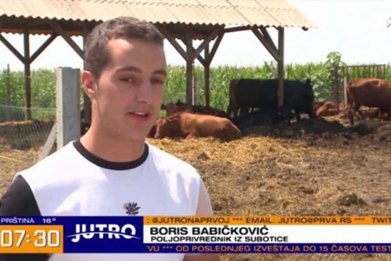 Fakultet, pa nazad na selo – Boris uzgaja rasu koja daje najkvalitetnije meso u svijetu