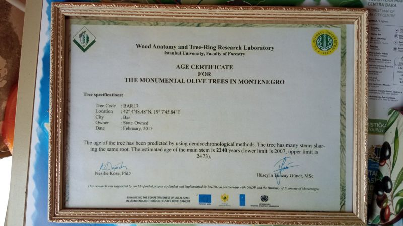 sertifikat o starosti stabla masline u Baru