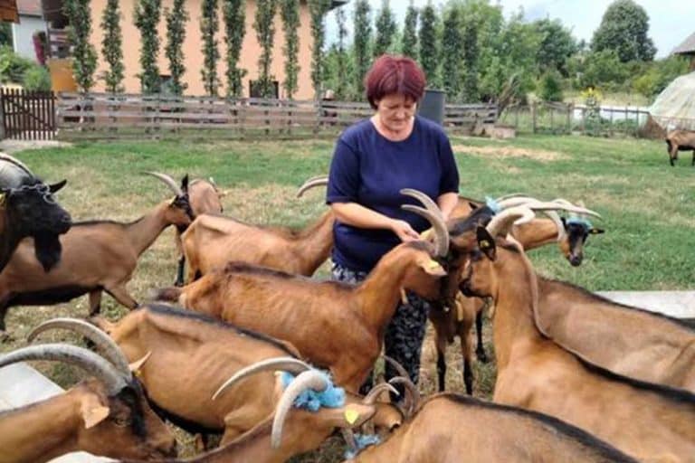 Snežana se bavi kozarstvom – Njeno iskustvo govori o velikoj isplativosti ove proizvodnje