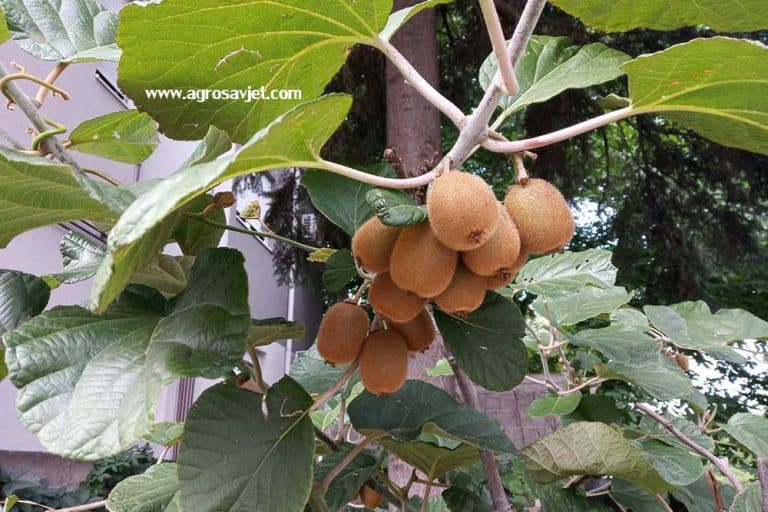 Kivi – Voće puno vitamina i minerala