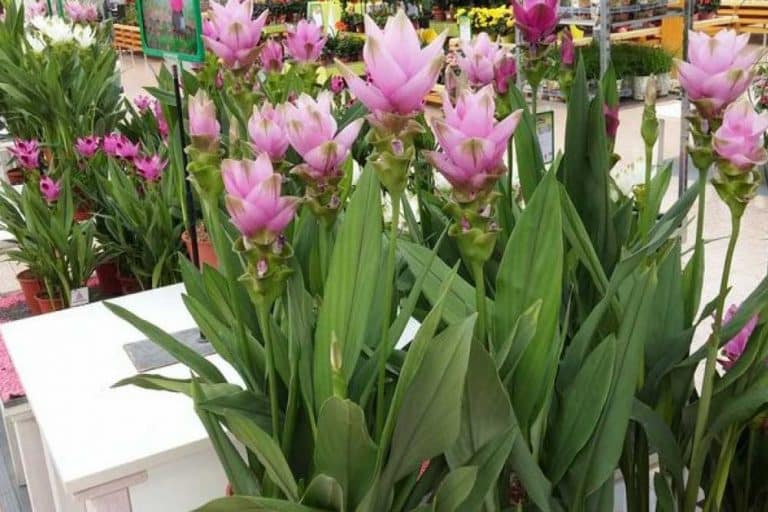 Sijamski tulipan – Evo kako njegovati ovu lijepu biljku