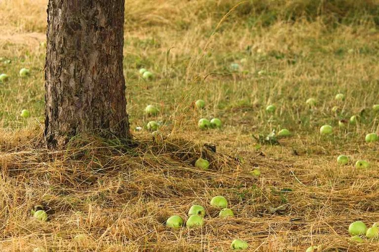 Njega voćnjaka nakon berbe – Jesenji radovi u voćnjaku