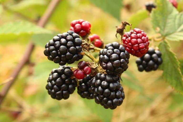 Kupina traženija i od maline – Kupci dolaze na noge voćarima