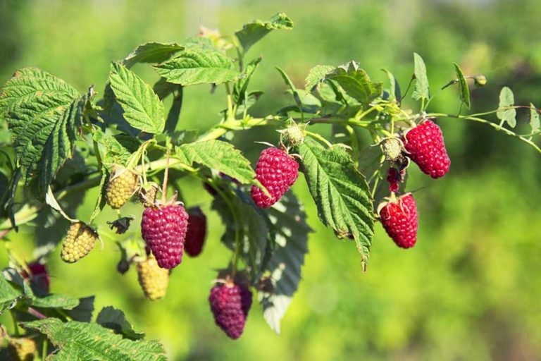 Đubrenje zasada maline prije sadnje i u rodu