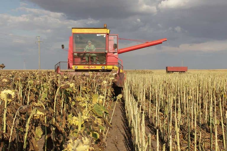 Kako smanjiti osipanje zrna suncokreta pri žetvi?