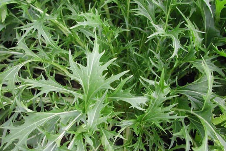 Mizuna – Biljka koja ima ukus senfa i odlična je kao zimska salata