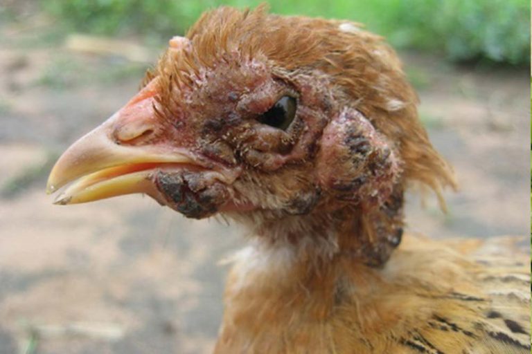 Boginje i difterija živine – Simptomi i liječenje