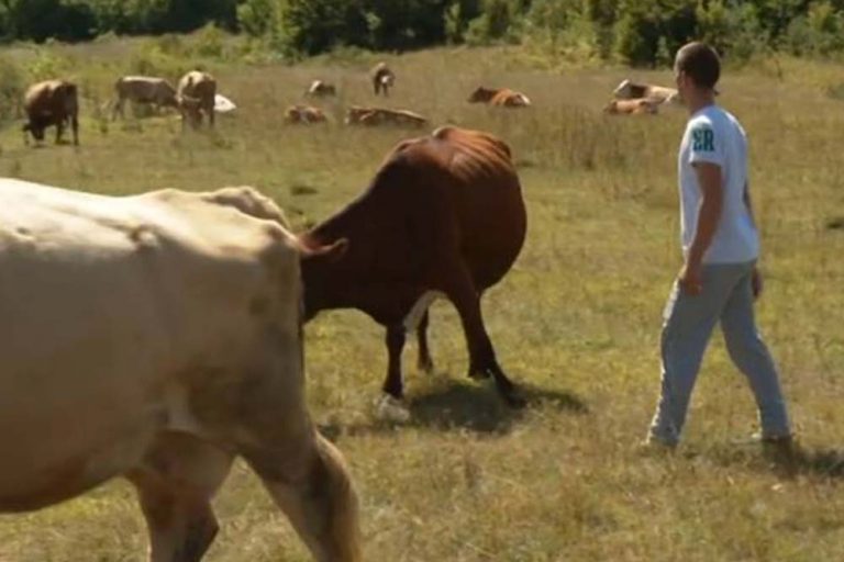 Priča iz Šipova – Mladi Dejan Mitrić osnovao farmu /VIDEO/