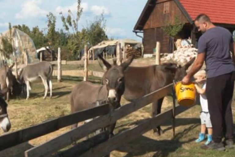 Farma magaraca Savana Babića – Mlijeko lijek za sve (VIDEO)