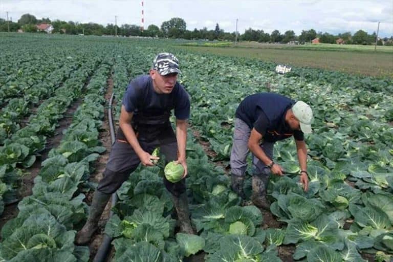 Paprena sarma i musaka ove zime