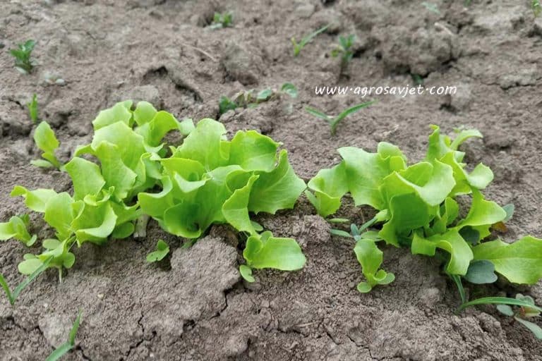 ZIMSKA PROIZVODNJA SALATE – Kako da izbjegnete trulež biljaka?