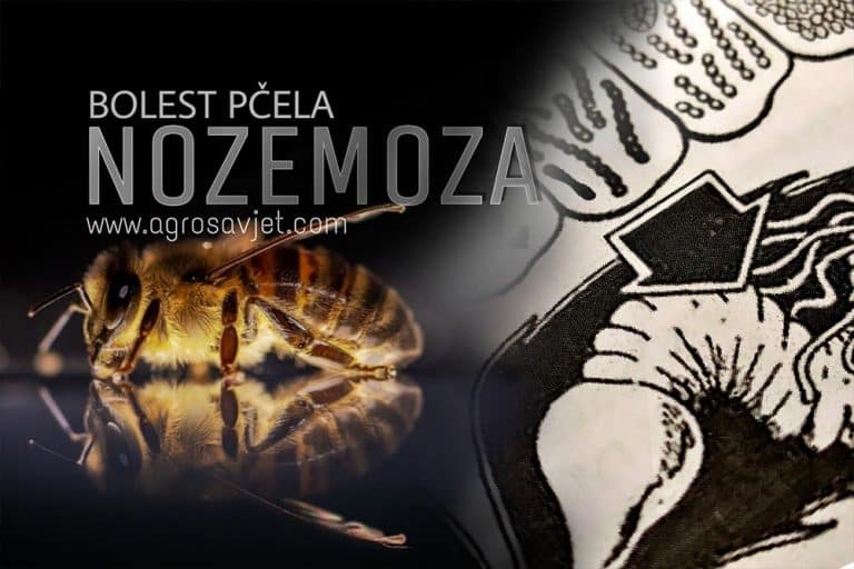 Bolest pčela NOZEMOZA – Znaci, preventiva i suzbijanje bolesti