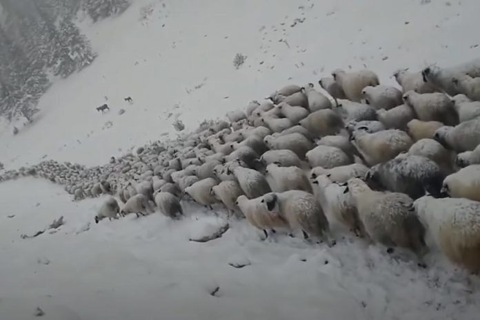 ovce u snijegu