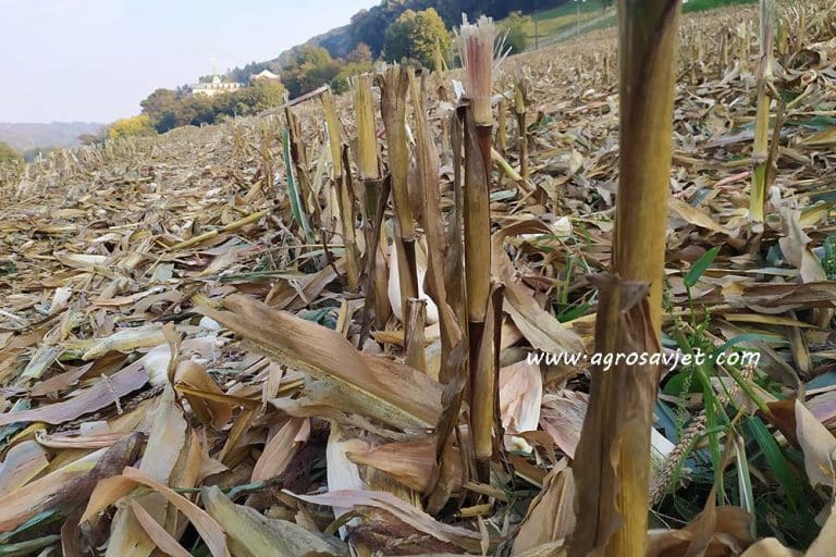 Žetveni ostaci kao organsko đubrivo
