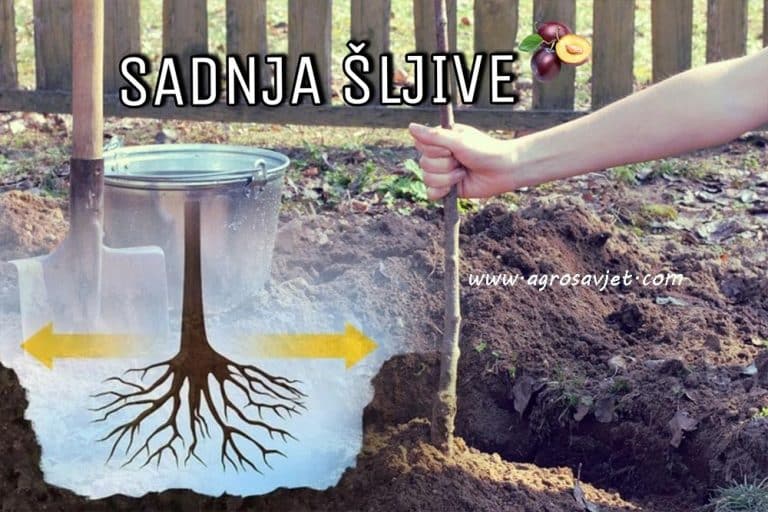 Kada je pravo vrijeme za SADNJU ŠLJIVE i kako se ona obavlja?