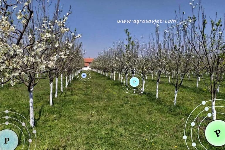 Fosforna đubriva u VOĆARSTVU povećavaju prinos i pospješuju razvoj kroijena – Evo kada i kako se koriste!