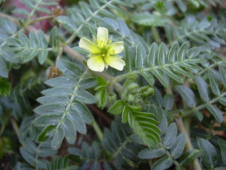 Biljka babin zub (Tribulus terrestris) – Ljekovitost, čaj, priprema