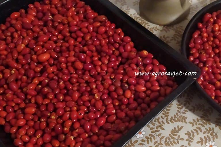 Recept za rakiju od šipka koja jača imunitet