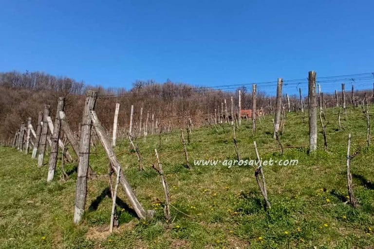 Prednosti zatravljivanja vinograda u cilju održive proizvodnje