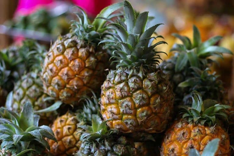 Ananas – Uslovi uspijevanja i način gajenja