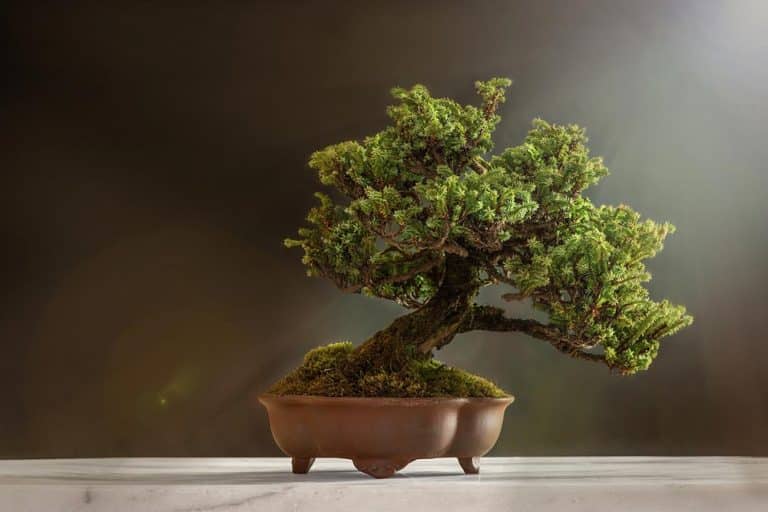 Bonsai drvo – Osnovni savjeti za početnike