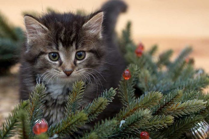 mačke i božićno drvce