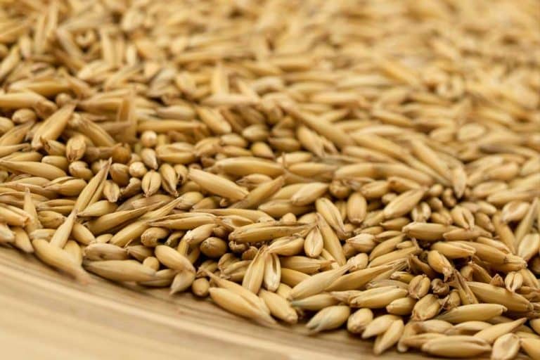 Zob – Žitarica visokovrijednih materija