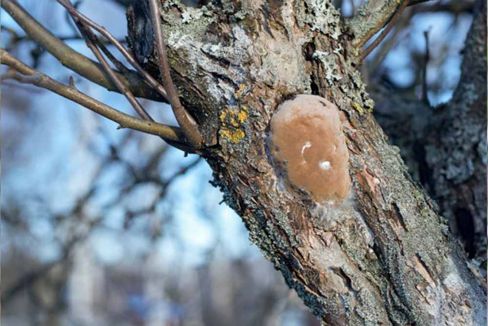 gljive na voćkama
