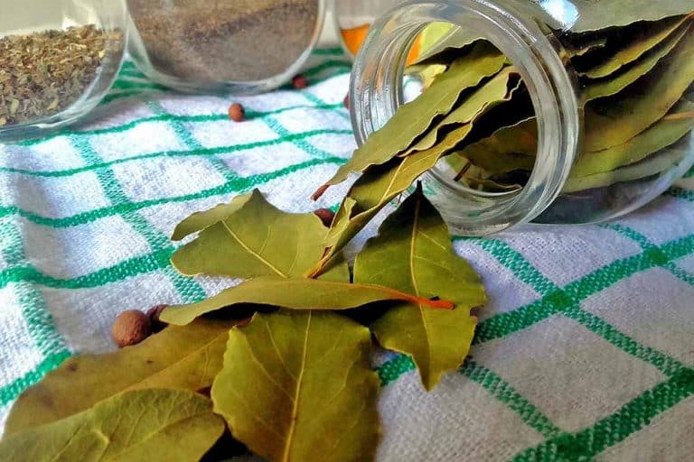 Osušene listove lovora rasporedite po kući i oslobodite se buba, mrava i drugih insekata