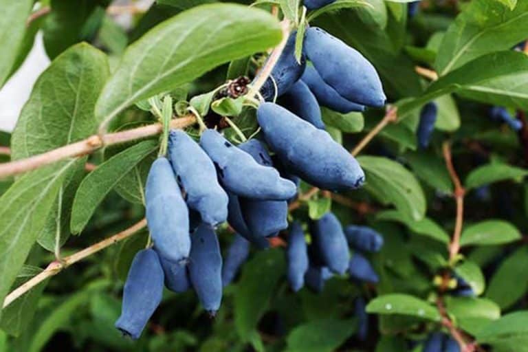 Sibirska borovnica – gajenje, rasprostranjenost i ljekovitost