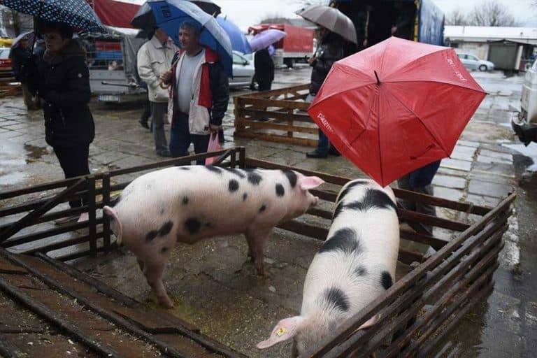 Poljoprivrednici zadovoljno trljaju ruke – Cijena prasića sve masnija