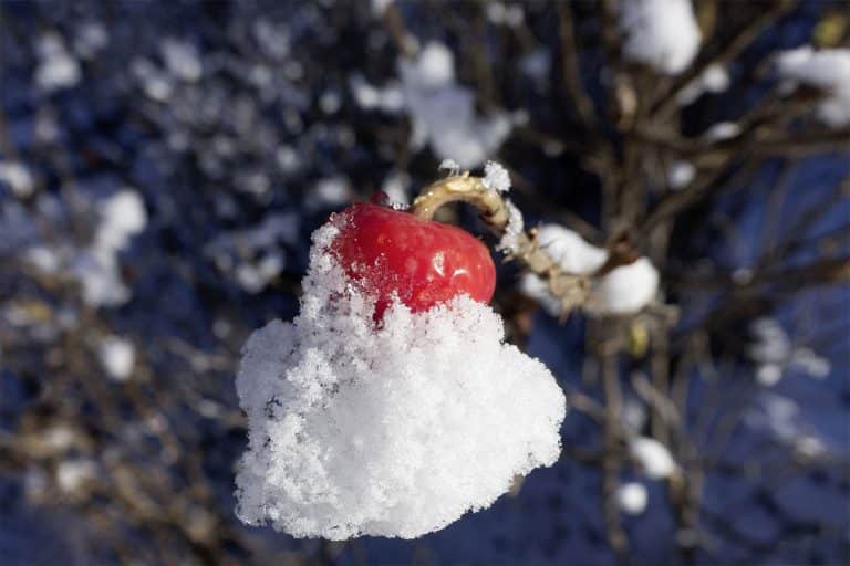Kako zaštititi ukrasno grmlje i ruže od snijega i niskih temperatura?