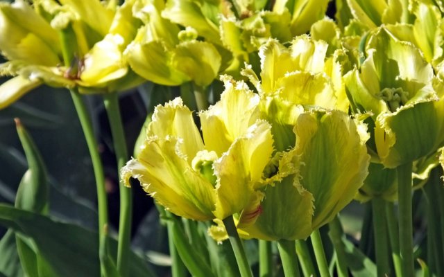 zeleni tulipan