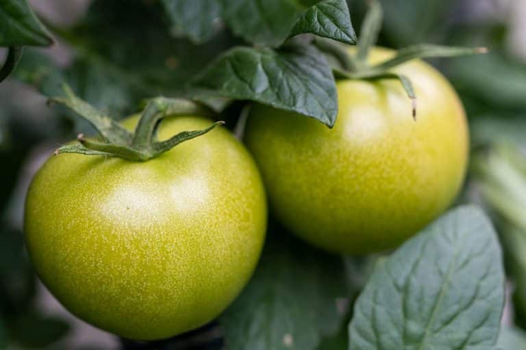 PRIJATELJSKA SADNJA – Koje biljke mogu zajedno, a koje se ne podnose