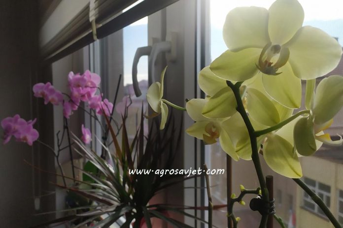 procvjetale orhideje na prozoru