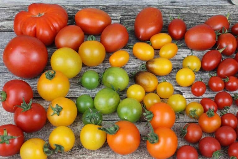 Boja paradajza otkriva njegov ukus – Prepoznajte najbolji