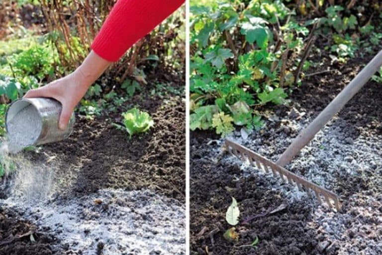 Pepeo kao đubrivo za povrtnjak – kada i u kojoj količini ga koristiti?