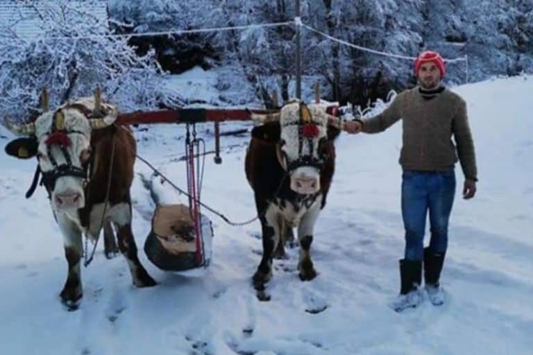U šumi od jutra do mraka – srećniji od onih koji rade po kancelarijama?