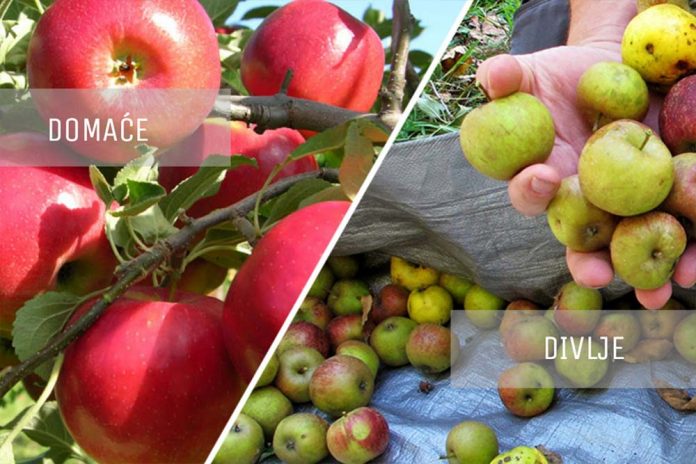 divlje i domaće jabuke