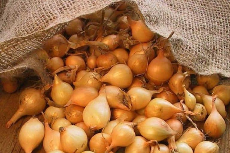 Proizvodnja arpadžika – Vrijeme i način sjetve
