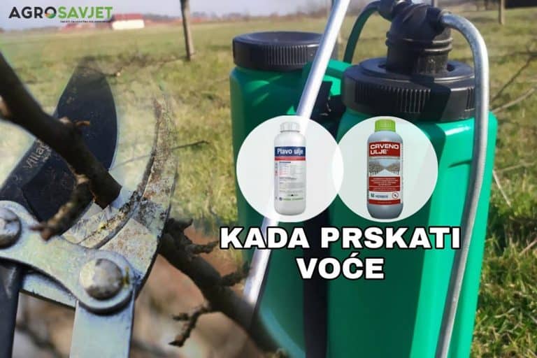 Kada prskati sa plavim/crvenim uljem – PRIJE ILI POSLIJE OREZIVANJA