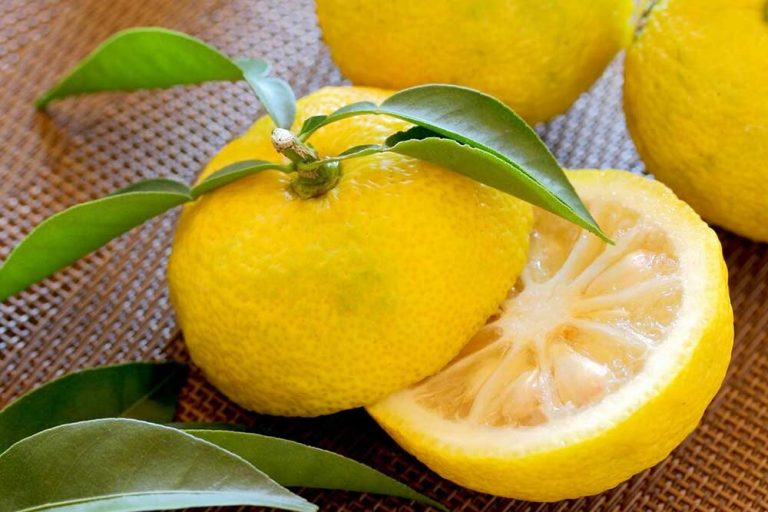YUZU – Upoznajte citrus koji ima dvostruko više antioksidansa i vitamina C od limuna