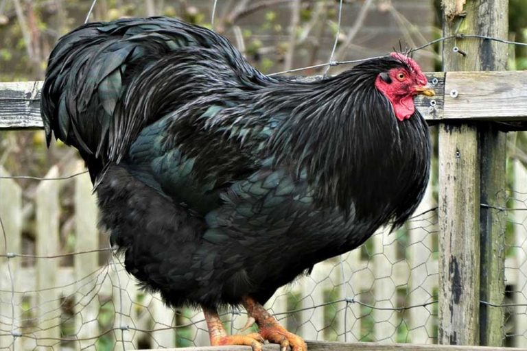 Australorp kokoška – Nosi jaja tokom cijele godine, ima sočno meso i otporna je na bolesti