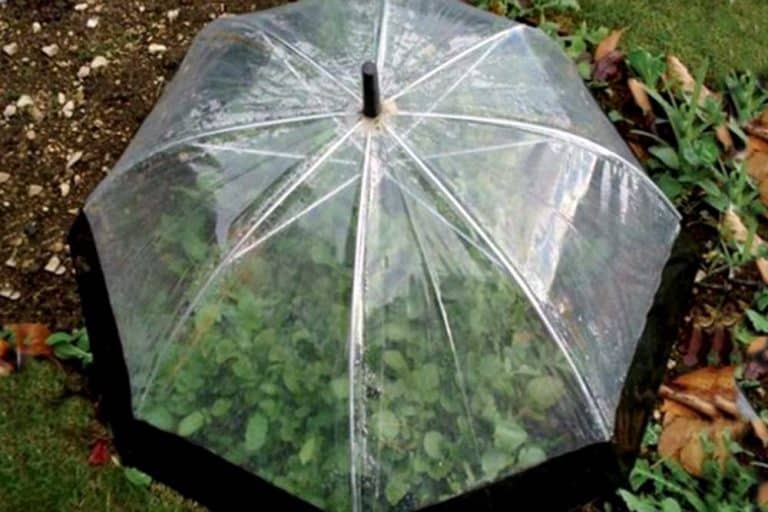 Iskoristite stari kišobran i zaštitite vaše biljke od hladnoće
